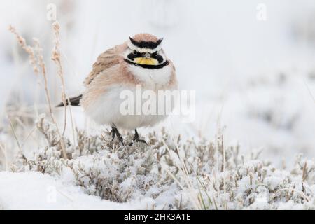 Larche à cornes, neige de printemps Banque D'Images