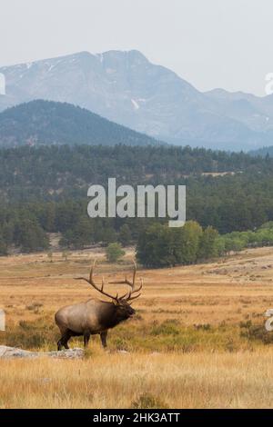 Rocky Mountain Elk bull Banque D'Images