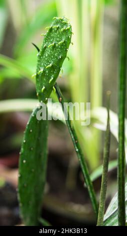 Gros plan d'un cactus de poire vert pickly frais Banque D'Images