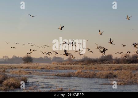 Troupeau de canards taking flight Banque D'Images