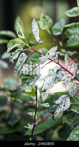 Gros plan de feuilles vertes d'une plante à la lumière du soleil Banque D'Images