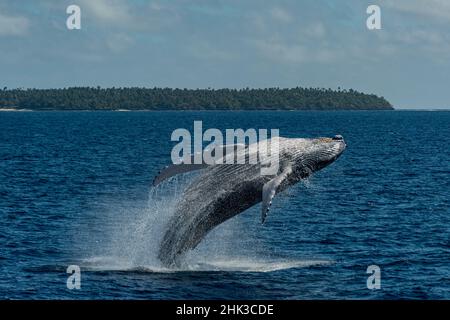 Pacifique Sud, Tonga. Braconnage de baleines à bosse. Crédit : Jones & Shimlock / Galerie Jaynes / DanitaDelimont.com Banque D'Images