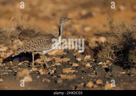 Houbara africaine, Llanos de Tindaya, Furteventura, Canarias, Espagne,Décembre 2021 Banque D'Images