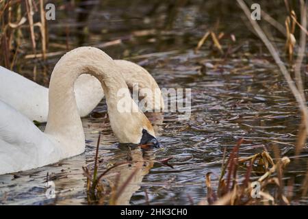 Cygnes blancs, Cygnus, nageant à travers le roseau.Les espèces d'oiseaux de la famille des Anatidae sont étroitement liées aux oies et aux canards. Banque D'Images