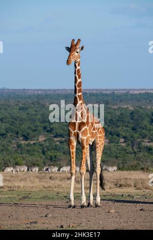 Afrique, Kenya, OL Pejeta Conservancy.Girafe réticulée avec zèbre au loin. Banque D'Images