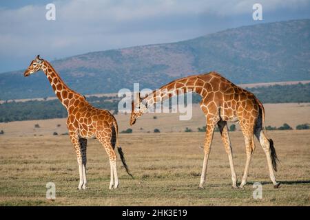 Afrique, Kenya, OL Pejeta Conservancy.Girafes réticulés Banque D'Images