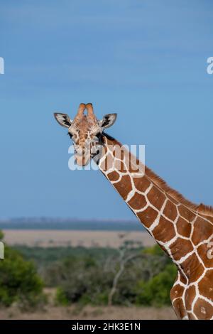 Afrique, Kenya, plateau de Laikipia, OL Pejeta Conservancy.Girafe réticulée espèces en voie de disparition. Banque D'Images