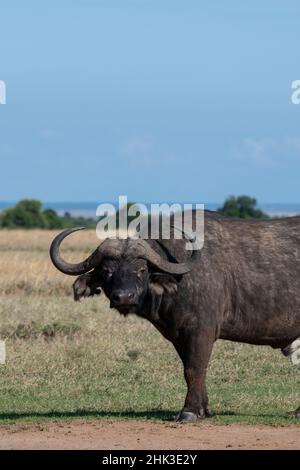 Afrique, Kenya, plateau de Laikipia, OL Pejeta Conservancy.Buffle africain alias buffle du Cap Banque D'Images
