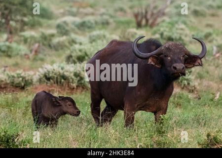 Buffle africain (Syncerus caffer) et son veau, Tsavo, Kenya. Banque D'Images