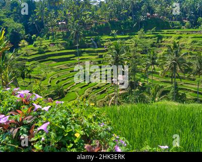 Indonésie, Bali, Ubud.Tegallalang Rice terrasses près d'Ubud Banque D'Images