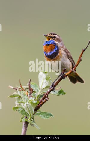 Bluethroat Malé ; Territory Song Banque D'Images