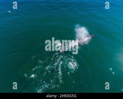 USA, Alaska, vue aérienne de baleine à bosse (Megaptera novaeangliae) respirer à la surface de Frederick du son lors de l'alimentation de filet de hareng bulle shoal Banque D'Images