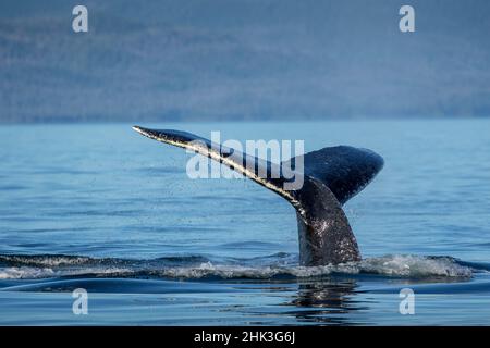 USA, Alaska, baleine à bosse (Megaptera novaeangliae) plongée dans Frederick Sound sur après-midi d'été Banque D'Images