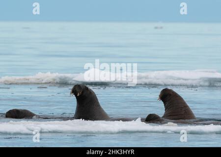 Les morses de l'Atlantique, Odobenus rosmarus, dans l'eau froide de l'Arctique. Banque D'Images