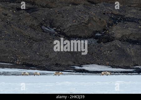 Rennes de Svalbard, Rangifer tarandus, marche. Banque D'Images