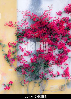 Portugal, Obidos.Bougainvilliers rose chaud poussant contre un mur blanc et orange dans la ville fortifiée d'Obidos. Banque D'Images