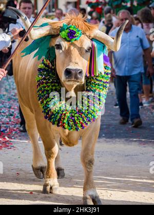 Portugal, Tomar.Des vaches aux couleurs vives rejoignent la parade pendant la Festa dos Tabuleiros, ou le Festival des plateaux. Banque D'Images