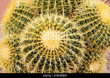 Tucson, Arizona, États-Unis. Gros plan d'un cactus au ranch White Stallion Dude Banque D'Images