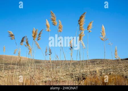 États-Unis, Californie, est de la Sierra, Round Valley, Feather Reed grass Banque D'Images