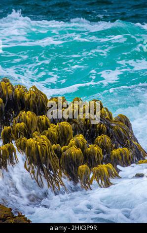 Varech dans la région de Tidal de Bean Hollow Beach, Californie, États-Unis Banque D'Images