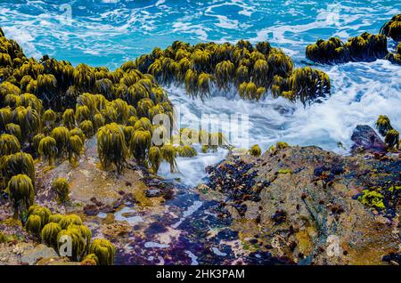 Varech dans la région de Tidal de Bean Hollow Beach, Californie, États-Unis Banque D'Images