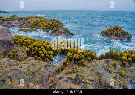 Varech dans la région de Tidal de Bean Hollow Beach, Californie, États-Unis Banque D'Images