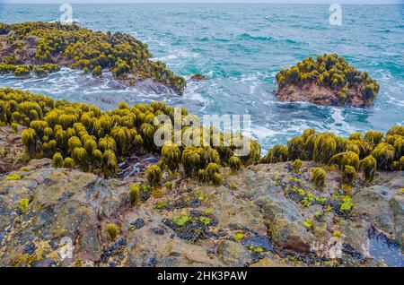 Varech dans la région de Tidal de Bean Hollow Beach, Californie, États-Unis Banque D'Images