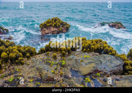 Varech dans la région de Tidal de Bean Hollow Beach, Californie, États-Unis Banque D'Images