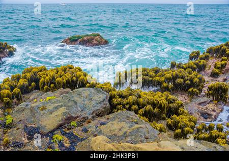 Varech dans la région de Tidal de Bean Hollow Beach, Californie, États-Unis Banque D'Images