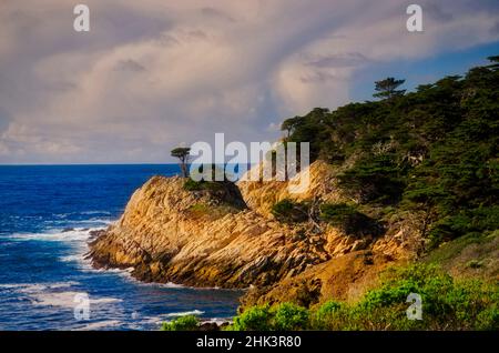 Cypress on Coastal Cliff, réserve naturelle d'État de point Lobos, Californie, États-Unis Banque D'Images