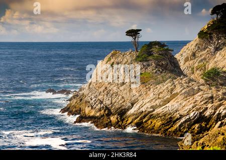 Cypress on Coastal Cliff, réserve naturelle d'État de point Lobos, Californie, États-Unis Banque D'Images