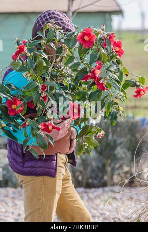 Camellia japonica x reticulata Banque de photographies et d'images à haute  résolution - Alamy