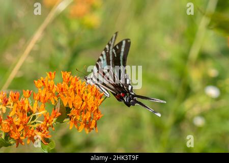 Queue de cygne de zèbre (Protographium marcellus) sur le moulus de papillons (Asclepias tuberosa) Comté de Marion, Illinois. Banque D'Images