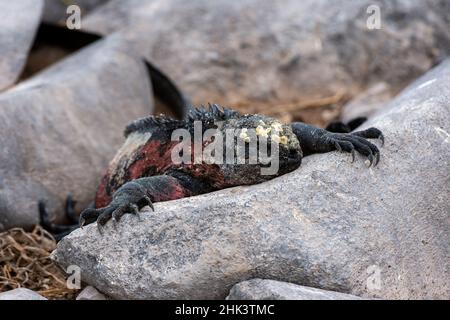 Iguana marine, Amblyrhynchus cristatus, reposant sur un rocher, île d'Espanola, îles Galapagos, Équateur. Banque D'Images
