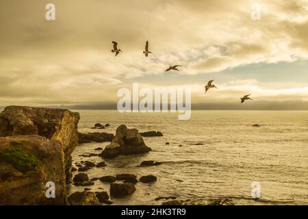 États-Unis, Californie, comté de San Luis Obispo. Pélicans bruns en vol au-dessus de Shell Beach. Crédit : Cathy & Gordon Illg / Jaynes Gallery / DanitaDelimont.c Banque D'Images