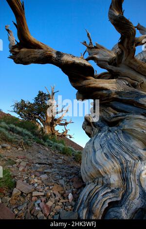 Californie. Ancien pin de Bristlecone dans les montagnes blanches. Banque D'Images