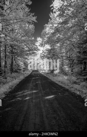 États-Unis, Minnesota, Forêt nationale supérieure, route forestière numéro 166 Banque D'Images