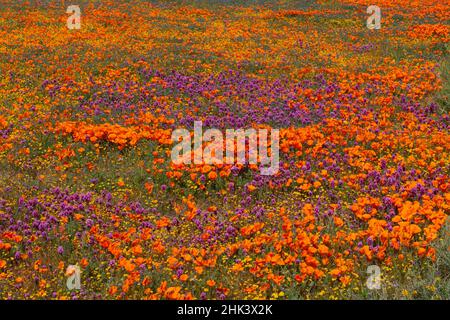 États-Unis, Californie, superbloom près de Lancaster. Les champs aurifères jaunes, le Clover de Purple Owl et les coquelicots orange Banque D'Images