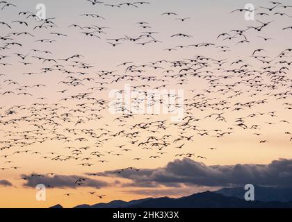 Oies des neiges entrant avant le crépuscule avec les grues Sandhill, secteur de gestion de la faune de Bernardo, Nouveau-Mexique Banque D'Images