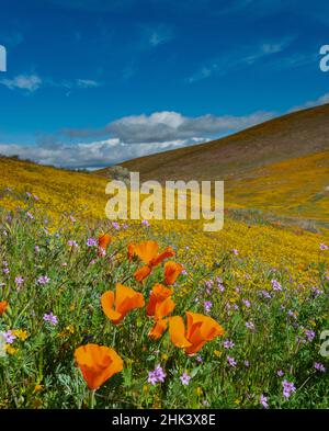 États-Unis, Californie. Les coquelicots de Californie, les filarees et les champs d'or superfleurissent, près de Lancaster, en Californie Banque D'Images