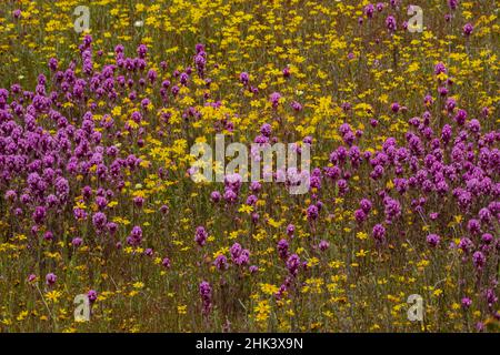 États-Unis, Californie. Goldfields et fleurs sauvages du trèfle de la chouette au monument national de Carrizo Plain Banque D'Images