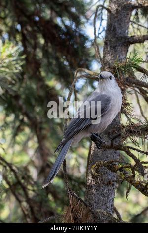 États-Unis, Wyoming, parc national de Yellowstone.Jay gris aka Canada jay ou Whiskey Jack (Perisoreus canadensis) Banque D'Images