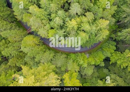 États-Unis, Californie, Orick. Autoroute au milieu de la forêt (vue aérienne). Banque D'Images