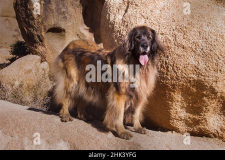 Leonberger sur des blocs de granit Banque D'Images