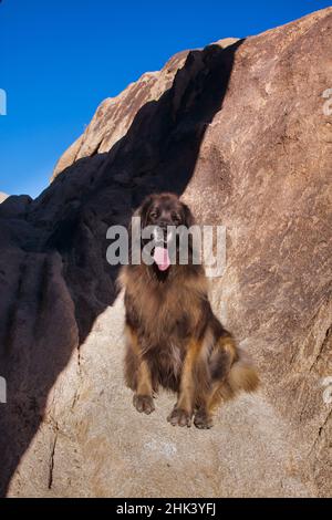 Leonberger sur des blocs de granit Banque D'Images