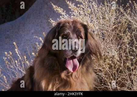Leonberger sur des blocs de granit Banque D'Images