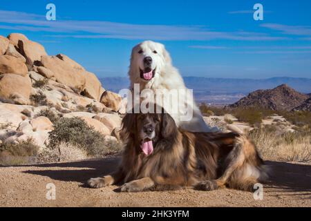 Grandes Pyrénées et Leonberger sur des blocs de granit Banque D'Images