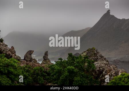 Phoques à fourrure de la Nouvelle-Zélande au Cap Palliser près de Wellington, en Nouvelle-Zélande. Banque D'Images