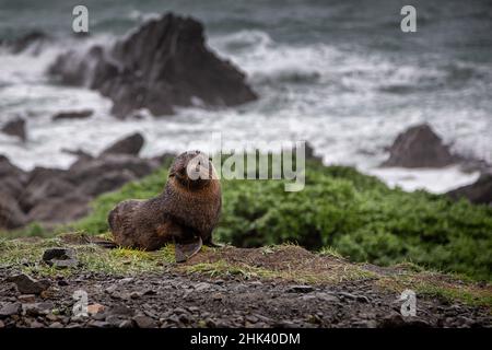 Bébé phoque à fourrure de Nouvelle-Zélande au Cap Palliser près de Wellington, Nouvelle-Zélande. Banque D'Images