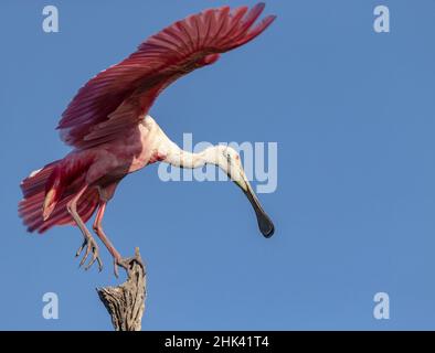 États-Unis, Floride. Roseate spoonbill prêt pour le vol. Banque D'Images